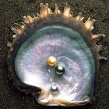 Load image into Gallery viewer, 50 Akoya Pearls in Oyster For Treasure Hunt Date-birthday-gift-for-men-and-women-gift-feed.com
