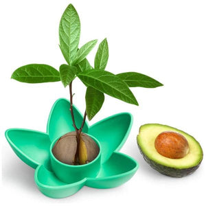 Avocado Growing Kit-birthday-gift-for-men-and-women-gift-feed.com
