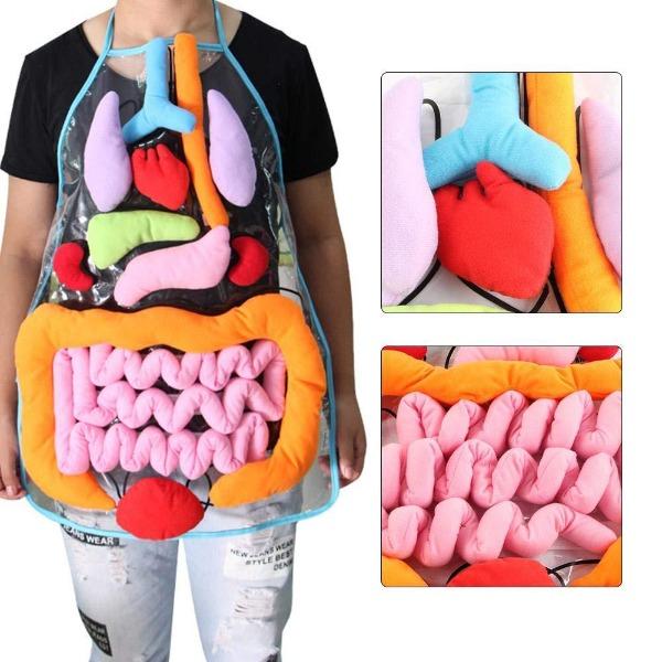 Body Organs Awareness Educational Tool-birthday-gift-for-men-and-women-gift-feed.com