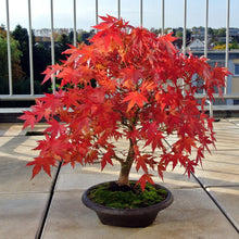 Load image into Gallery viewer, Bonsai Red Maple Tree Starter Kit-birthday-gift-for-men-and-women-gift-feed.com
