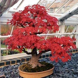 Bonsai Red Maple Tree Starter Kit-birthday-gift-for-men-and-women-gift-feed.com