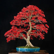 Load image into Gallery viewer, Bonsai Red Maple Tree Starter Kit-birthday-gift-for-men-and-women-gift-feed.com

