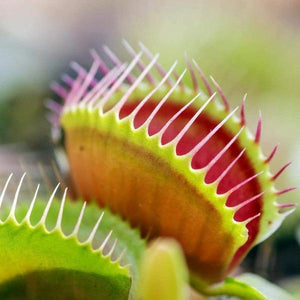 Carnivorous Plant Venus Fly Trap Seeds Growing Kit-birthday-gift-for-men-and-women-gift-feed.com