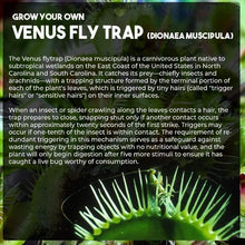 Load image into Gallery viewer, Carnivorous Plant Venus Fly Trap Seeds Growing Kit-birthday-gift-for-men-and-women-gift-feed.com
