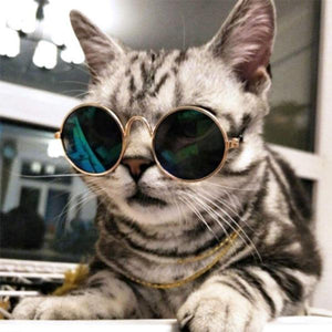 Cool Sunglasses For Your Pet-birthday-gift-for-men-and-women-gift-feed.com