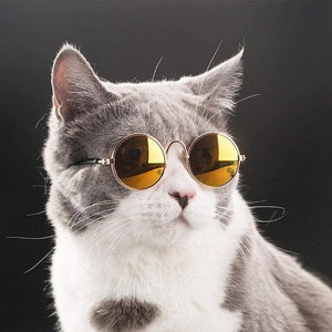 Cool Sunglasses For Your Pet-birthday-gift-for-men-and-women-gift-feed.com