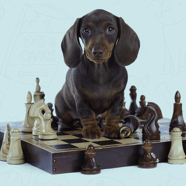 Develops your Dog's Intelligence-birthday-gift-for-men-and-women-gift-feed.com