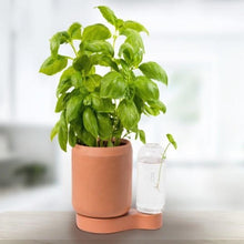Load image into Gallery viewer, Easy Grow Indoor Plants by GreenFinity-birthday-gift-for-men-and-women-gift-feed.com
