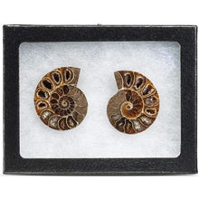 Load image into Gallery viewer, Extinct Natural Ammonite Shell Pair Fossil Stone-birthday-gift-for-men-and-women-gift-feed.com
