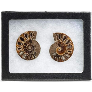 Extinct Natural Ammonite Shell Pair Fossil Stone-birthday-gift-for-men-and-women-gift-feed.com