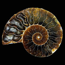 Load image into Gallery viewer, Extinct Natural Ammonite Shell Pair Fossil Stone-birthday-gift-for-men-and-women-gift-feed.com

