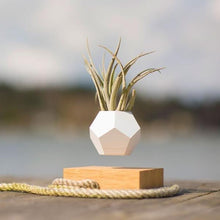 Load image into Gallery viewer, Floating Levitating Plant Pot-birthday-gift-for-men-and-women-gift-feed.com
