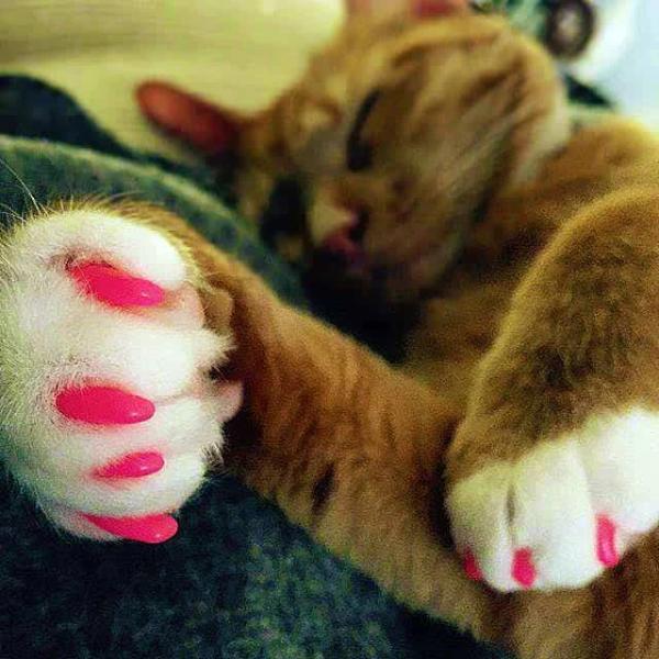 Soft Claws Cat Nail Caps-birthday-gift-for-men-and-women-gift-feed.com